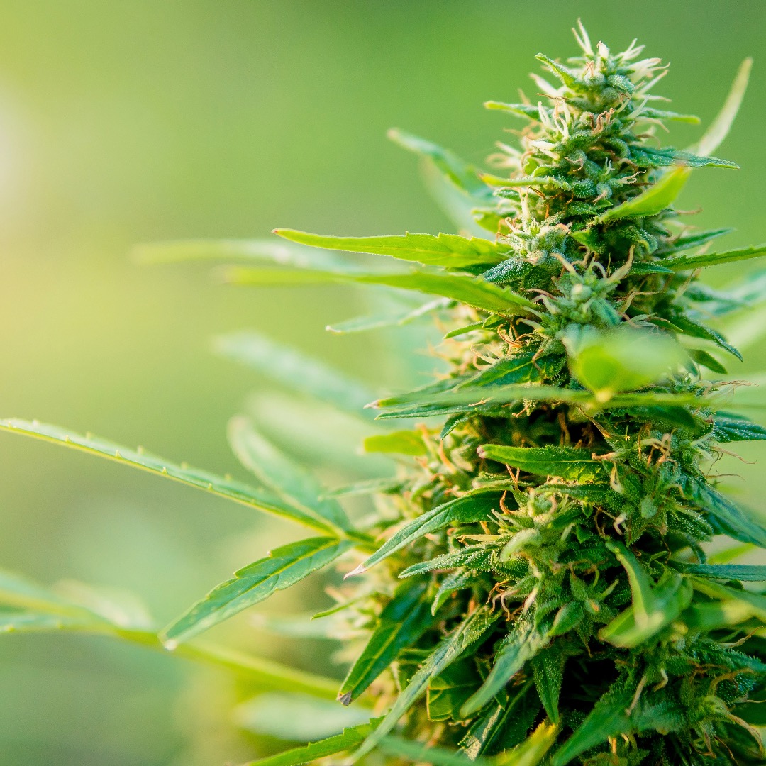 Cannabis-Pflanze in Großaufnahme